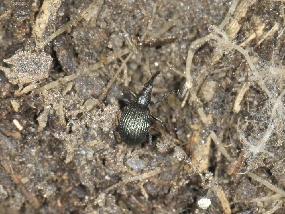 Apionidae?